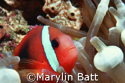 Nemo, close up and personal.  Nikonos V 1:2 macro extensi... by Marylin Batt 